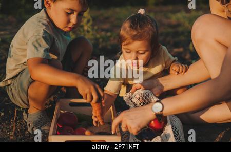 Die Bauernfamilie sammelt frisch gepflücktes Gemüse im Garten und stellt es in die Holzkiste, um es zum Lagerhaus zu bringen. GartenNatur. Stockfoto