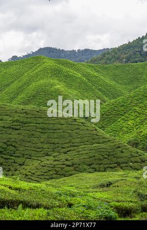 Teeplantagen im Cameron Highlands. Hochspannungsleitungen mit elektrischem Übertragungsturm auf der Bergkette für grünen Teegarten. Strom pyl Stockfoto