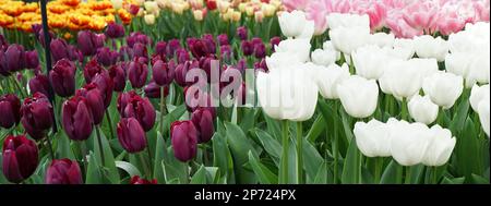 Dunkellila Tulpe kombiniert mit weißen Tulpen mit langem Stiel. Pinkfarbene und gelbe im Hintergrund. Standort: Keukenhof, Niederlande Stockfoto