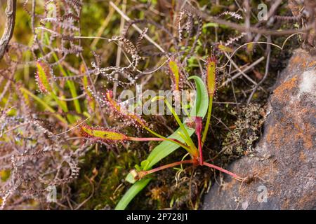 Makro von Drosera capensis in einem natürlichen Lebensraum nahe Wellington im Westkap von Südafrika Stockfoto