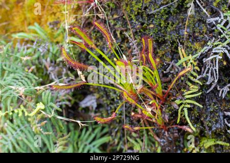 Nahaufnahme einer kleinen Gruppe von Sundews (Drosera capensis) im Bain's Kloof Stockfoto