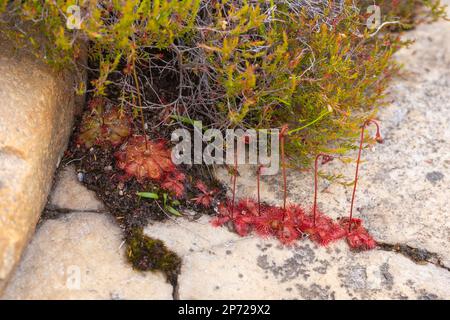 Gruppe der Sundew Drosera trinervia, die zwischen reinen Felsen im Bain's Kloof, Westkap, Südafrika wächst Stockfoto