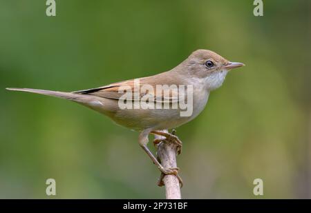 Gemeiner Weißer Hals (Curruca communis), der im Sommer auf einem winzigen Zweig mit klarem grünen Hintergrund posiert Stockfoto