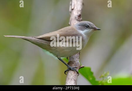 Der kleine weiße Hals (Curruca curruca) im Sitzen und posieren auf einem alten Ast am bewölkten Tag Stockfoto