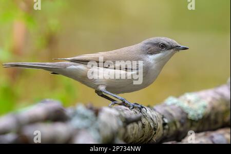 Tight Shot von Lesser Whitethroat (Curruca curruca) hoch oben auf dem gefallenen Ast in der Sommersaison Stockfoto