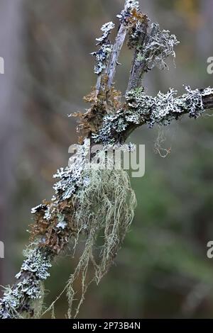 Epiphytische Flechten auf Fichte in Finnland: Usnea filipendula, Hypogymnia physodes und Tuckermannopsis chlorophylla Stockfoto