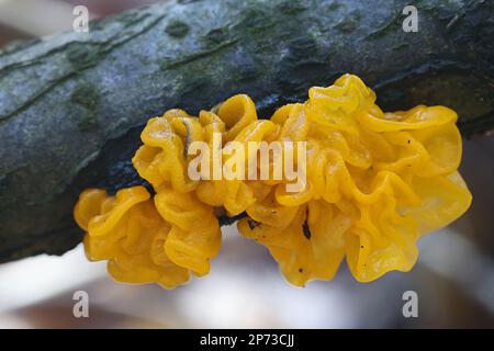 Tremella mesenterica, bekannt als gelbes Gehirn, goldener Gelee-Pilz, gelber Trembler oder Hexenbutter, wilder Pilz aus Finnland Stockfoto