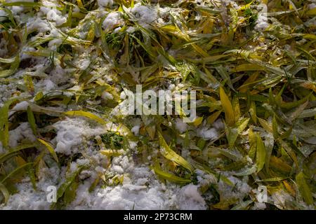 Schneebedeckte verwelkte Blätter auf dem Boden im frühen Winter. Stockfoto