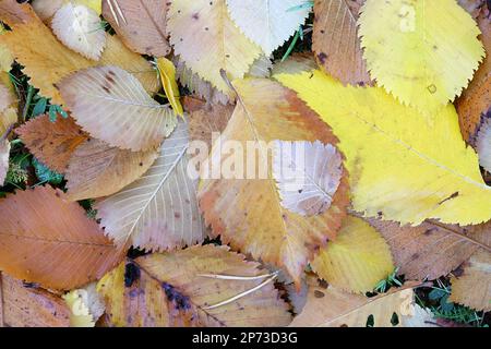 Farbenfrohe umgefallene Ulmenblätter Stockfoto