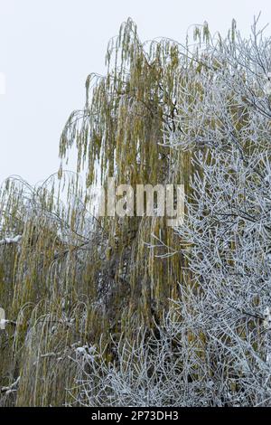 Weinweide mit Eisnebel bombardiert. Frost auf Baumästen bei Frostwetter. Stockfoto