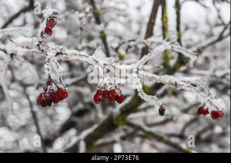 Eisige rote Winterbeeren im Winter, Eiszapfen hängen bedeckt von einem Eissturm. Ein Ast nach eiskaltem Regen. Stockfoto