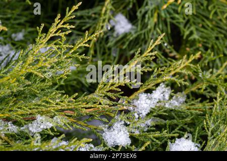 Schöne schneebedeckte grüne Thuja-Äste. Grüne Pflanzen im Winter. Stockfoto