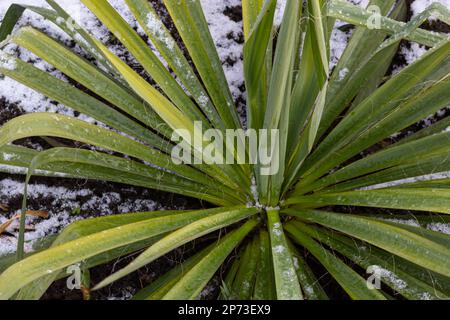 Die frostbeständige blaue Palmenlilie Yucca rostrata steht schneebedeckt im Bett. Stockfoto
