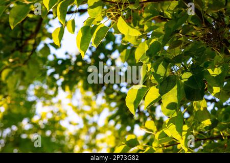Grüne Blätter und Sonnenlicht im Sommer. Kohlenstoffnetz-Null-Hintergrundfoto. Konzeptfoto von Earth Day oder World Environment Day. Selektiver Fokus auf Vordergrund Stockfoto
