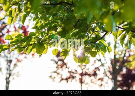 Lässt sich bei Sonnenlicht fokussieren. Konzeptfoto des Earth Day. CO2-Neutralität oder CO2-Netto-Null-Hintergrundbild. Selektiver Fokus. Stockfoto
