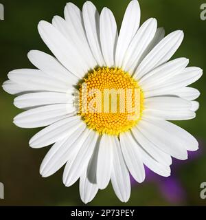 Leucanthemum vulgare, gemeinhin bekannt als Ochsenaugen-Gänseblümchen, Ochsenaugen-Gänseblümchen, Hundeblume, Wildpflanze aus Finnland Stockfoto