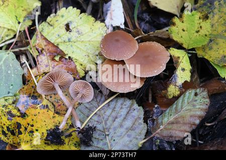 Tubaria furfuracea, allgemein bekannt als die skurfigen Twiglet, Wildpilz aus Finnland Stockfoto