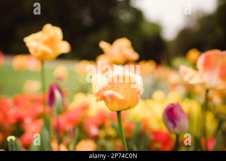 Gelbe Tulpen bedeckt mit Wasserregen – Nahaufnahme Makroaufnahme Stockfoto