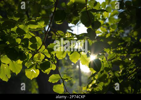 Blätter und Sonnenlicht. Kohlenstoffnetz Null oder Earth Day Konzeptfoto. Selektiver Fokus auf Vordergrund. Stockfoto