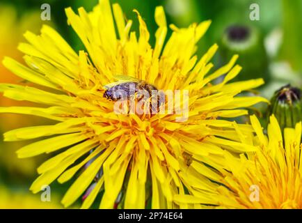 Biene, die Nektar von einer Wildblume an sonnigen Tagen sammelt Stockfoto