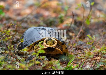 Amboina Box Schildkröte - Cuora amboinensis, wunderschöne große Schildkröte aus südostasiatischen Wäldern und Wäldern, Malaysia. Stockfoto