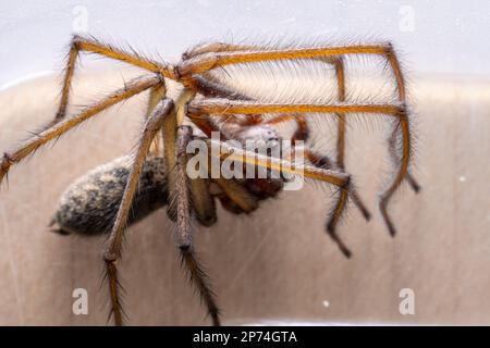 Makrofoto einer Eratigena atrica, auch bekannt als Riesenhausspinne Stockfoto