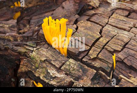 Orangenpilze Calocera Vistsosa umgeben von Moos, Waldboden Stockfoto