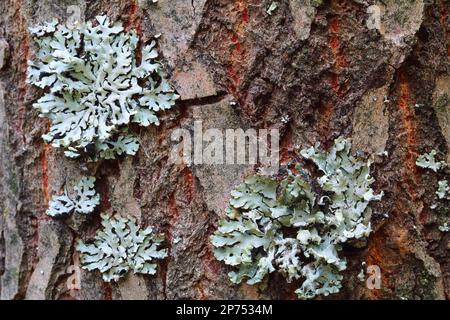 Flechten, Hypogymnia Physodes wachsen auf einem Baumstamm Stockfoto