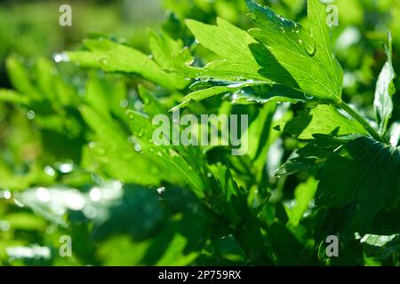 Nahaufnahme von organischer grüner Petersilie auf einer Plantage auf einem Gemüsehof. Erntezeit. Grüne Petersilie-Blätter, Petroselinum, Nahaufnahme. Natürlicher Hintergrund Stockfoto