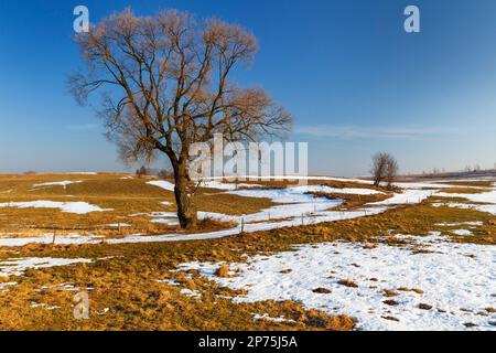 Ein einsamer Ahorn auf dem Feld, Polen Stockfoto