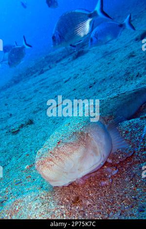 Stargazer, Uranoscopus scaber, Cabo Cope Puntas del Calnegre Regional Park, Mittelmeer, Murcia, Spanien, Europa Stockfoto