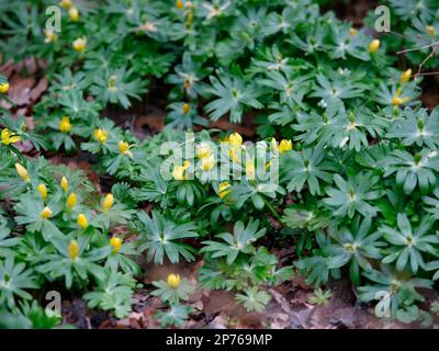Nahaufnahme der gelben Winterblume Eranthis hyemalis oder Winteraconit. Stockfoto