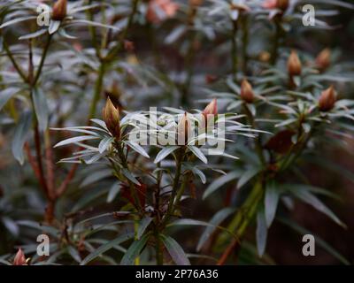 Blütenknospen eines immergrünen Rhododendrons. Stockfoto