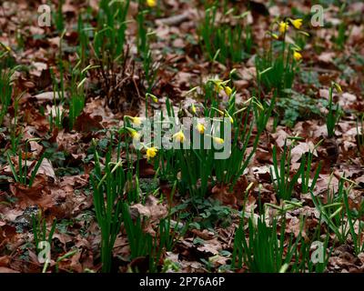 Winterblumen Narcissus Tete a Tete. Stockfoto