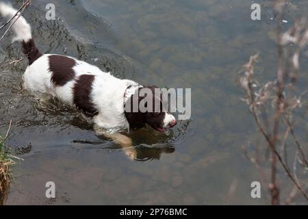 Englischer Springer Spaniel Schwimmen, trainierter Gundog Stockfoto