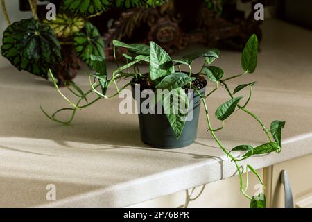 Epipremnum pinnatum Cebu Blue, tropische Hauspflanze mit silberblauen Blättern im Küchenbereich Stockfoto