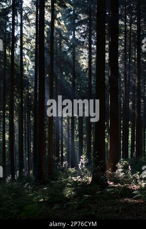 Hohe Bäume im Wald mit Lichteinfall Stockfoto