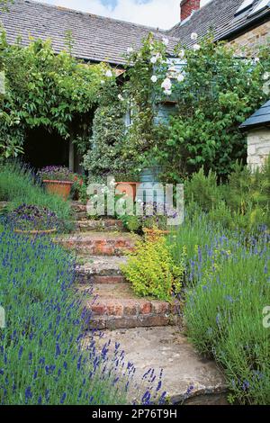 Alte Ziegeltreppe mit Lavendel auf beiden Seiten Stockfoto