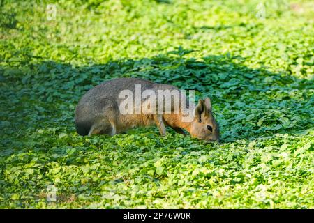 Pampas-Hase liegt auf einer grünen Wiese. Mara. Dolichotinae. Patagonische mara. Stockfoto