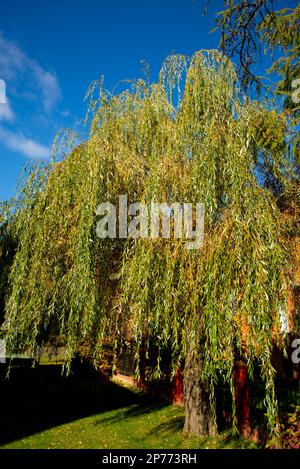 Weinender Weidenbaum im Yard Stockfoto