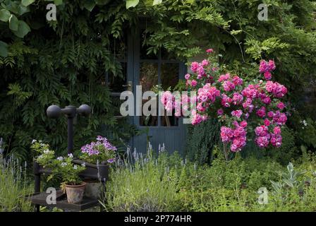 Pinkfarbene Rosen im Landhausgarten Stockfoto