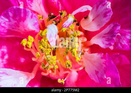 Camellia Williamsii Grand Jury blüht im Frühling in einem Devon Country Garden. Stockfoto