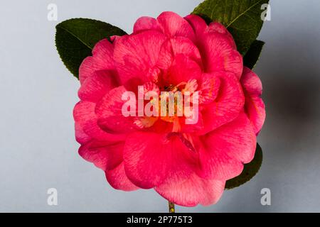 Camellia Williamsii Grand Jury blüht im Frühling in einem Devon Country Garden. Stockfoto