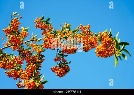 Zweig eines Baumes mit orangefarbenen Rowan-Beeren mit blauem Himmel im Hintergrund. Stockfoto
