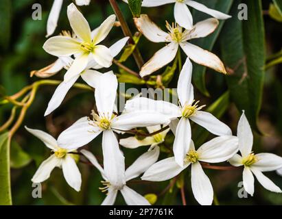 Clematis armandii blüht im Frühling in einem Devon Country Garden. Stockfoto