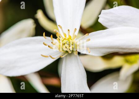 Clematis armandii blüht im Frühling in einem Devon Country Garden. Stockfoto