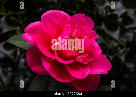 Camellia Williamsii Grand Jury blüht im Frühling in einem Devon Country Garden. Stockfoto