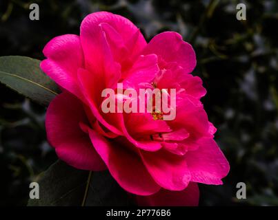 Camellia Williamsii Grand Jury blüht im Frühling in einem Devon Country Garden. Stockfoto