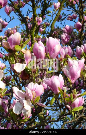 Blüten von Frühblüher Stern-Magnolie (Magnolia stellata), Schloss Benrath, Düsseldorf, Nordrhein-Westfalen, Deutschland Stockfoto