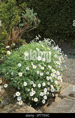 Reichlich Behälter mit marguerite-Gänseblümchen (argyranthemum frutescens) Stockfoto